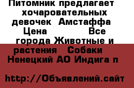 Питомник предлагает 2-хочаровательных девочек  Амстаффа › Цена ­ 25 000 - Все города Животные и растения » Собаки   . Ненецкий АО,Индига п.